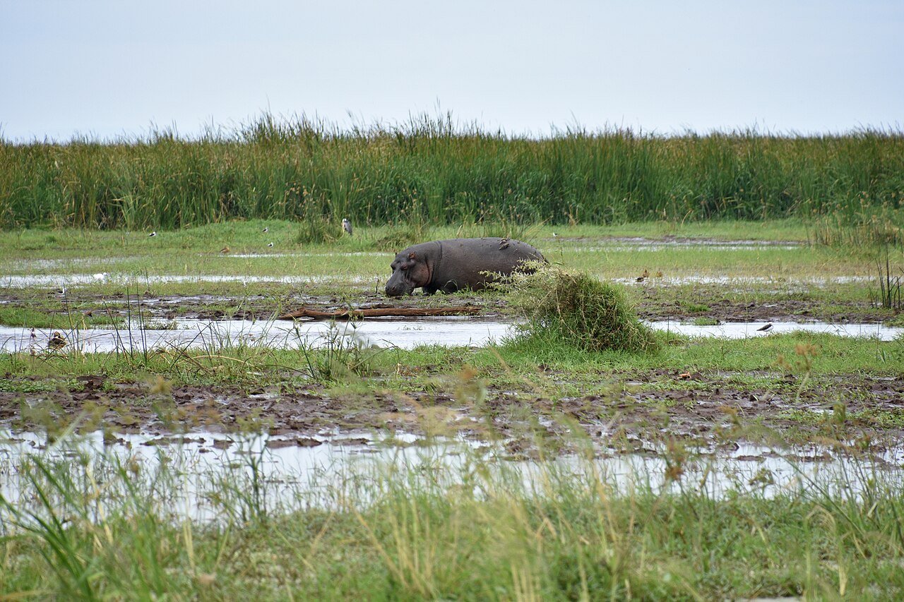 Hippos at Lake Manyara — five-day safari with wheelchair access planning