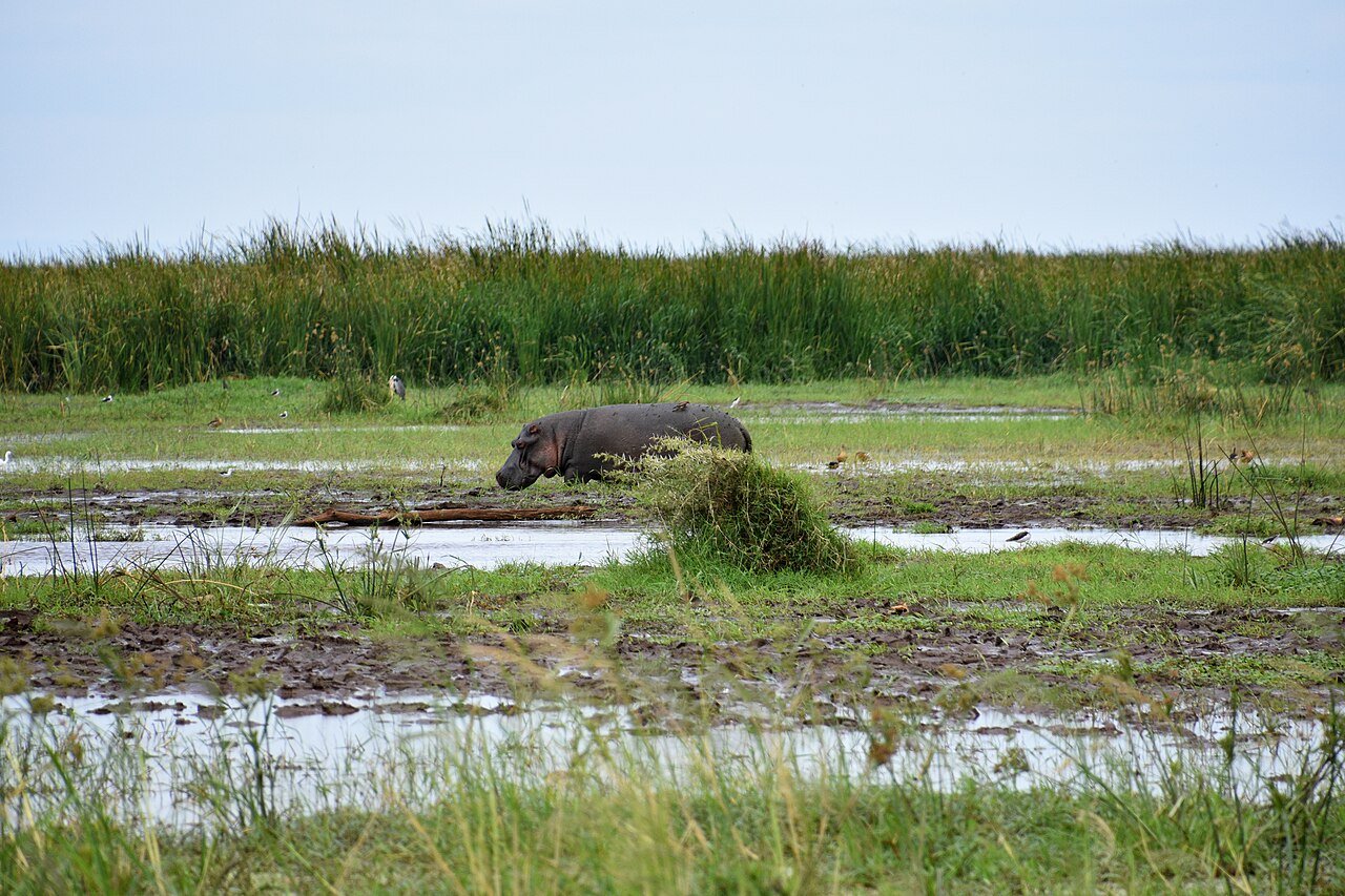 Hippos in Lake Manyara National Park — two-day safari with access planning
