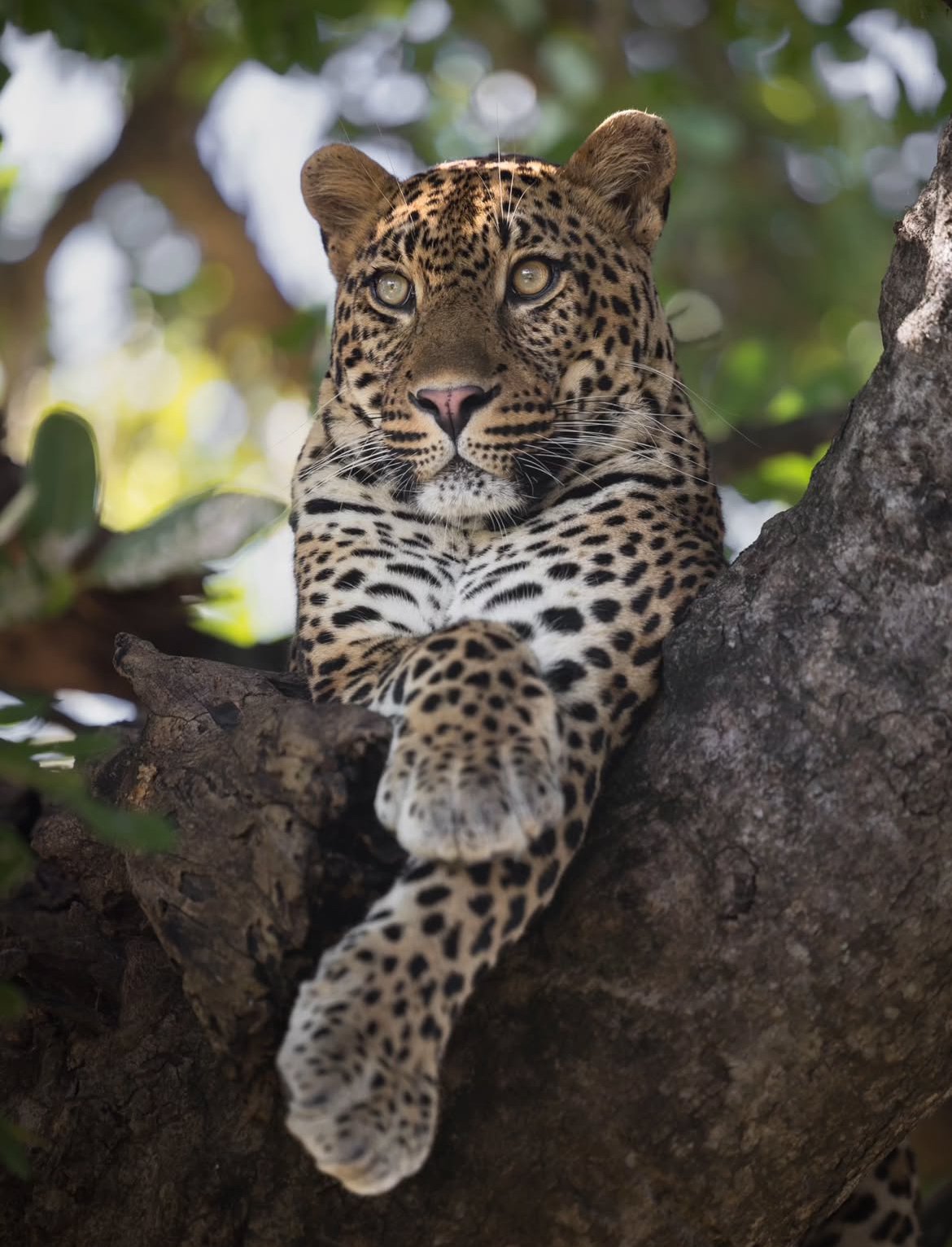 Leopard resting across a tree branch