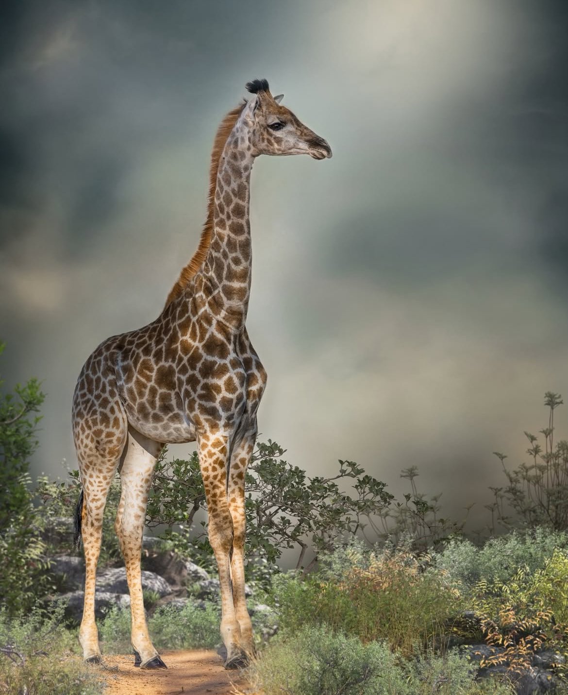 Giraffe standing beside a tree