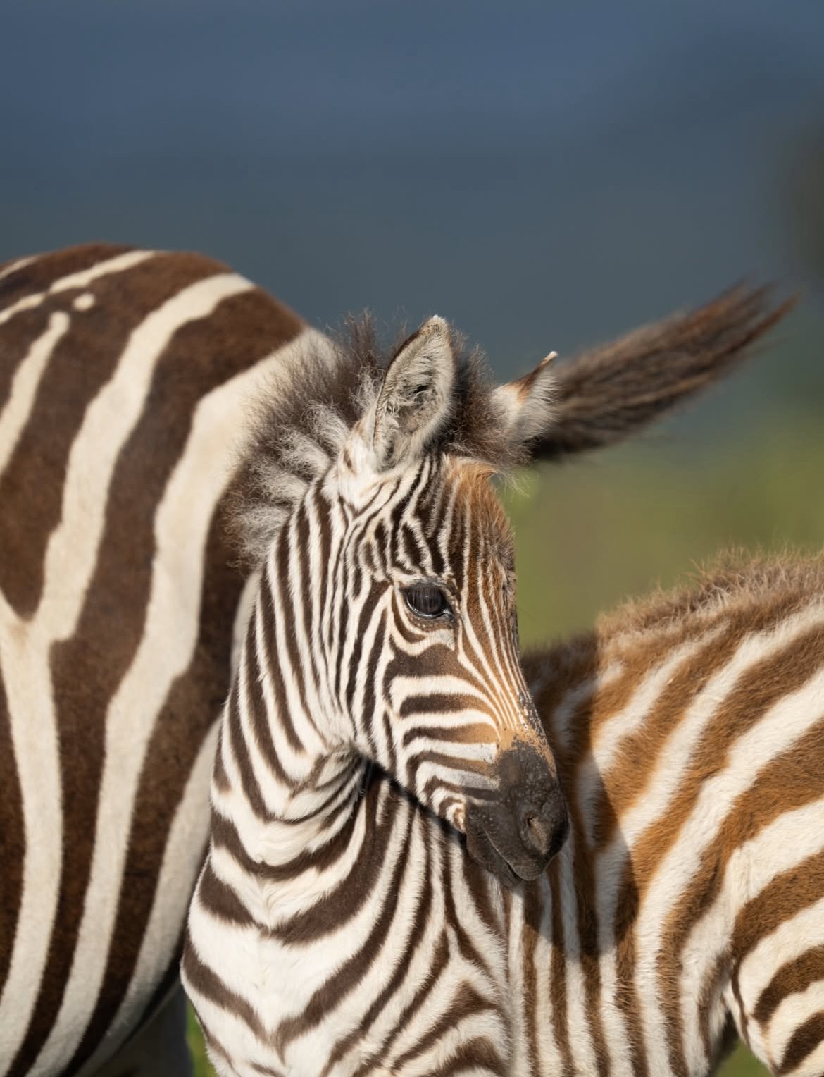 Close view of zebra stripes and ears
