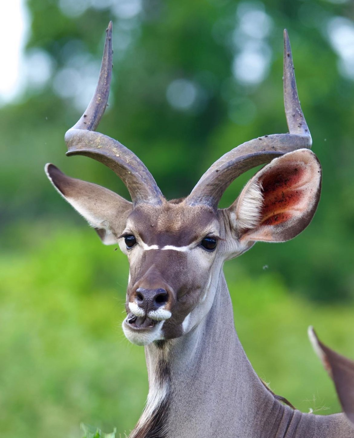 Close view of a kudu head and curved horns