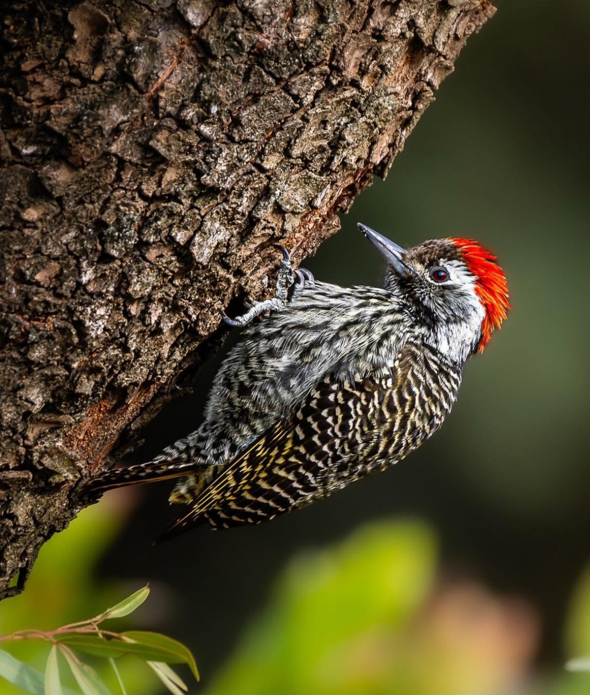 Red-headed woodpecker clinging to a tree trunk