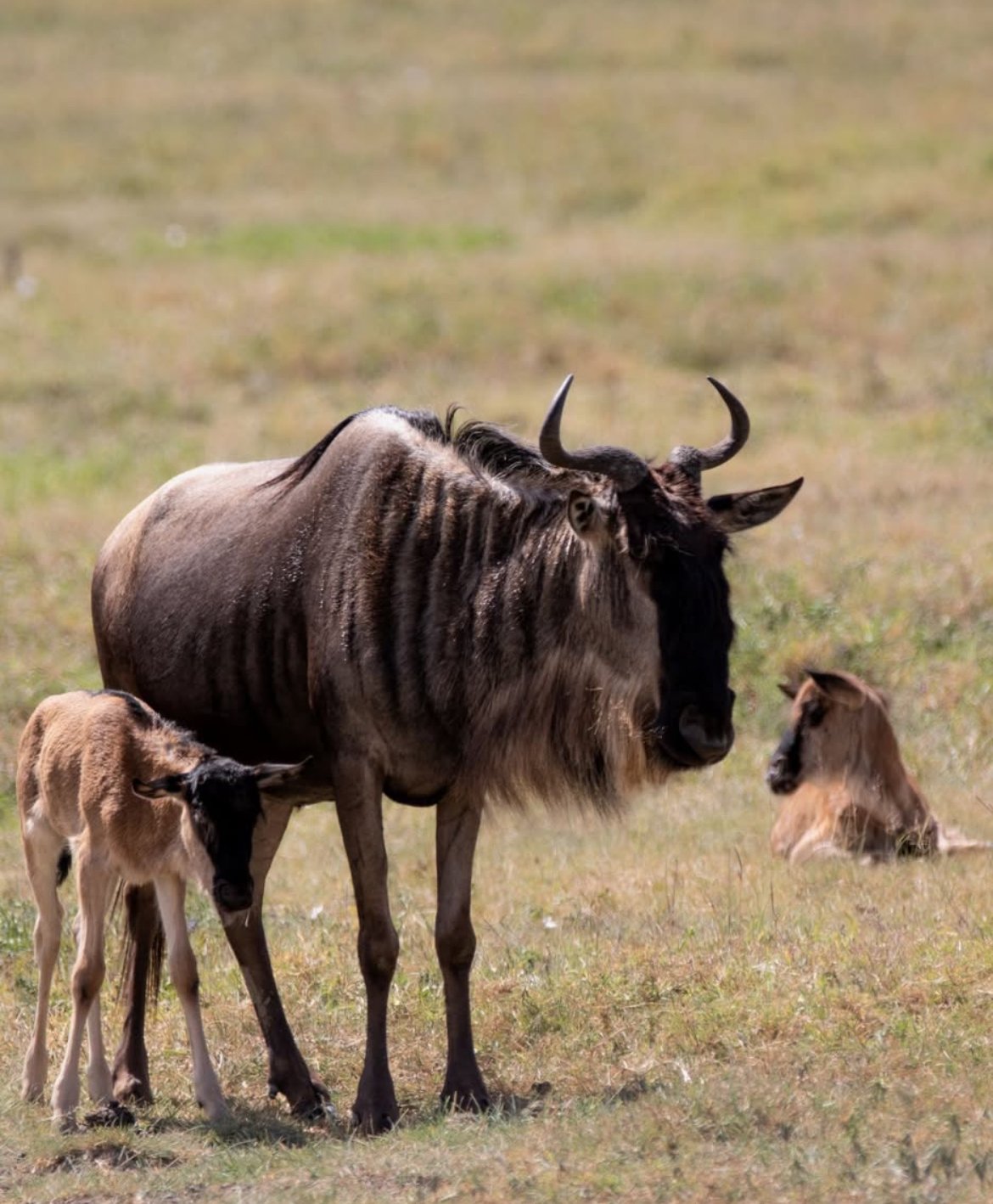 Wildebeest standing beside a young calf