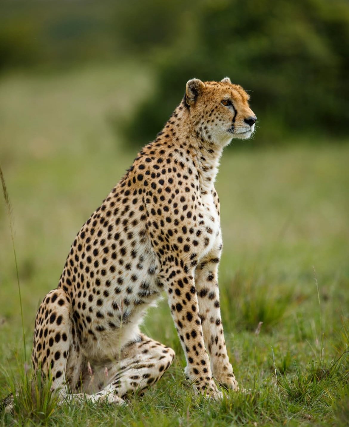 Cheetah sitting beside a tree trunk
