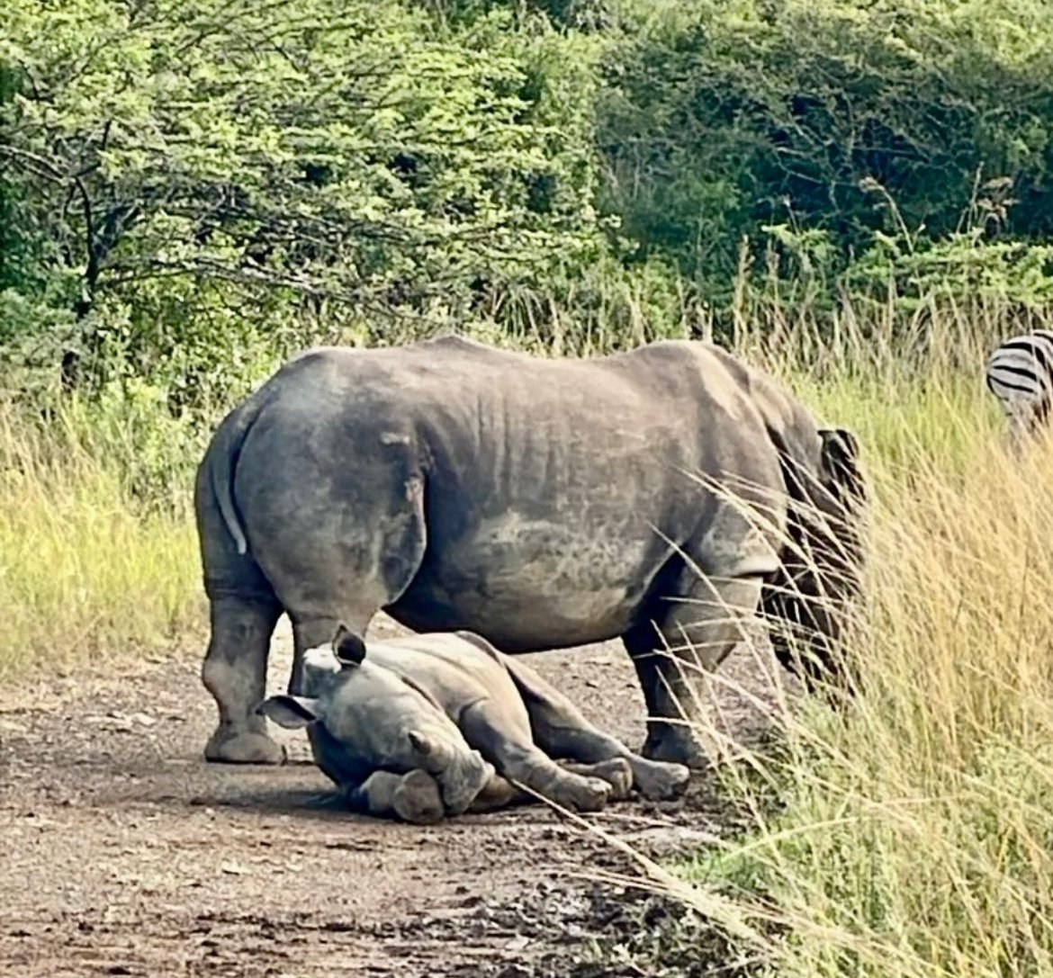 Rhinoceros with a calf on a grassy track