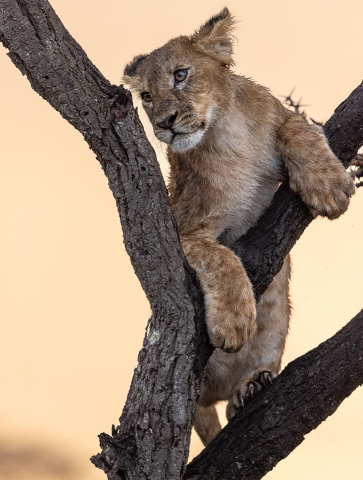 Lion cub climbing a tree trunk