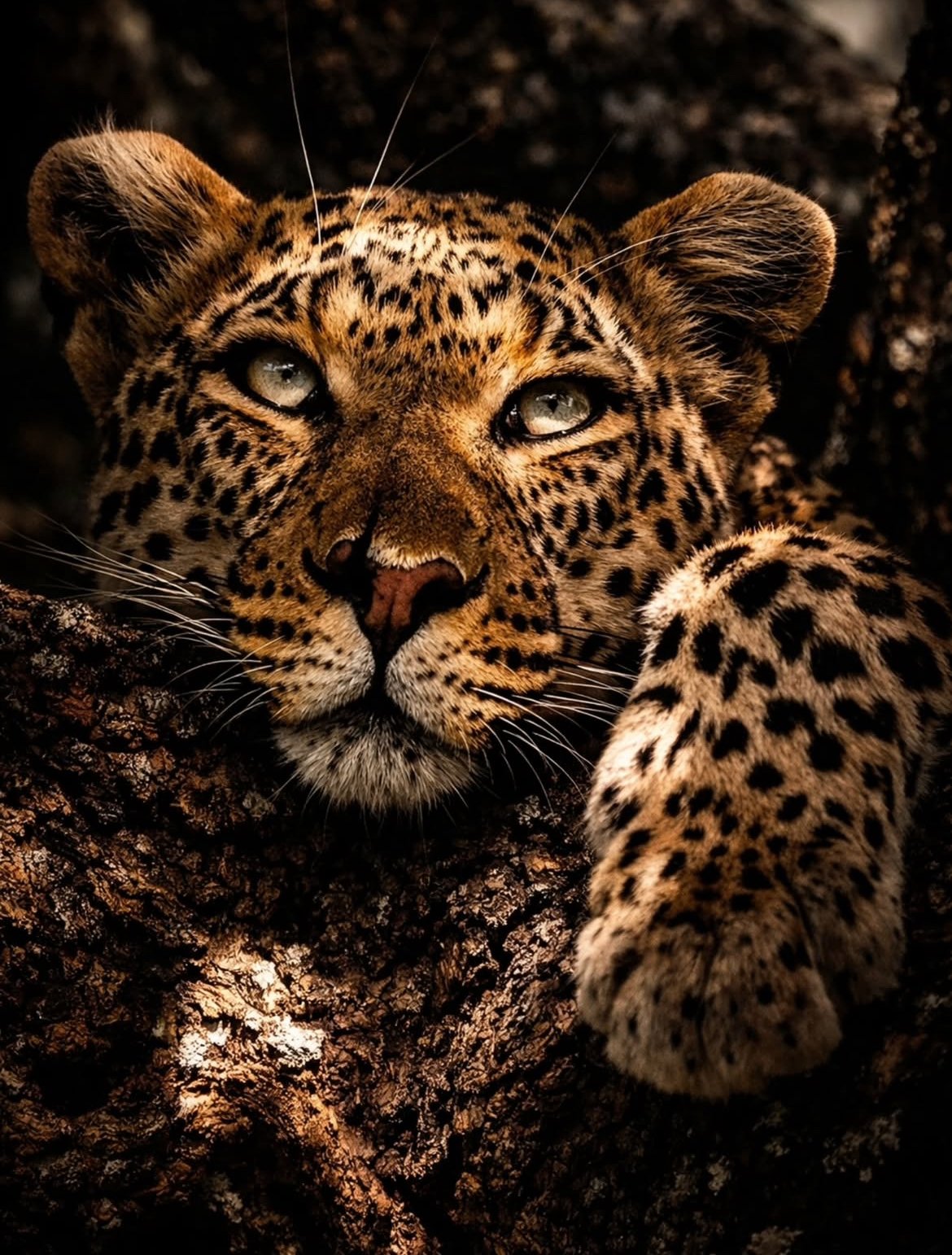 Leopard looking out from the shade
