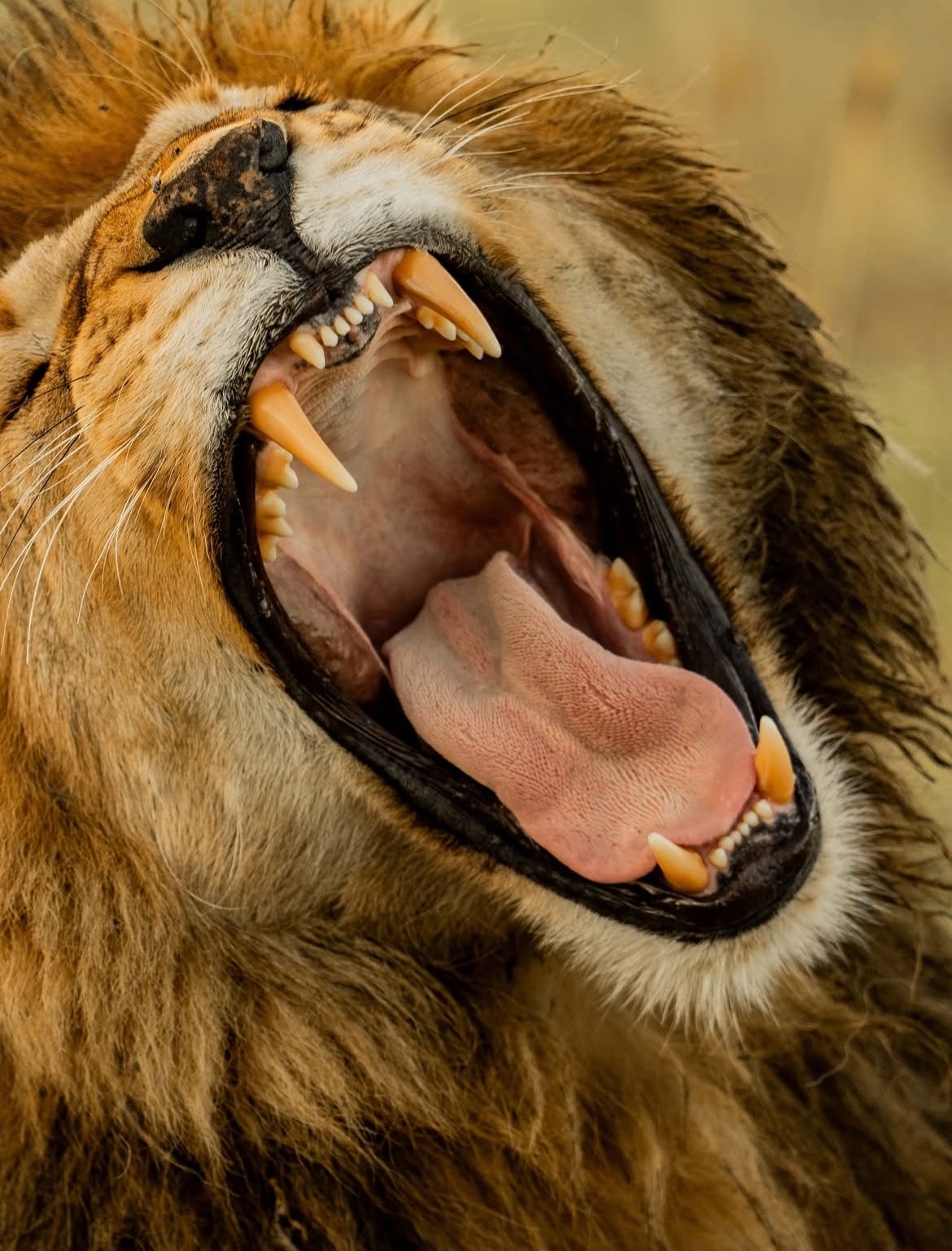Male lion yawning with its mouth wide open
