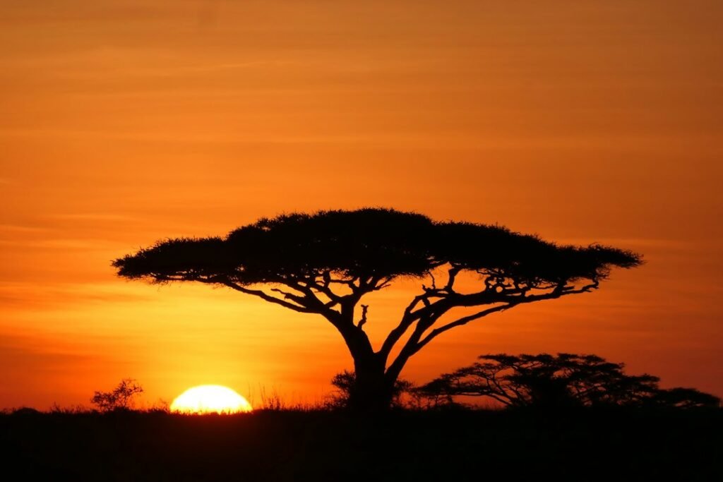 Sunset behind a savannah tree — Tartaruga Safaris
