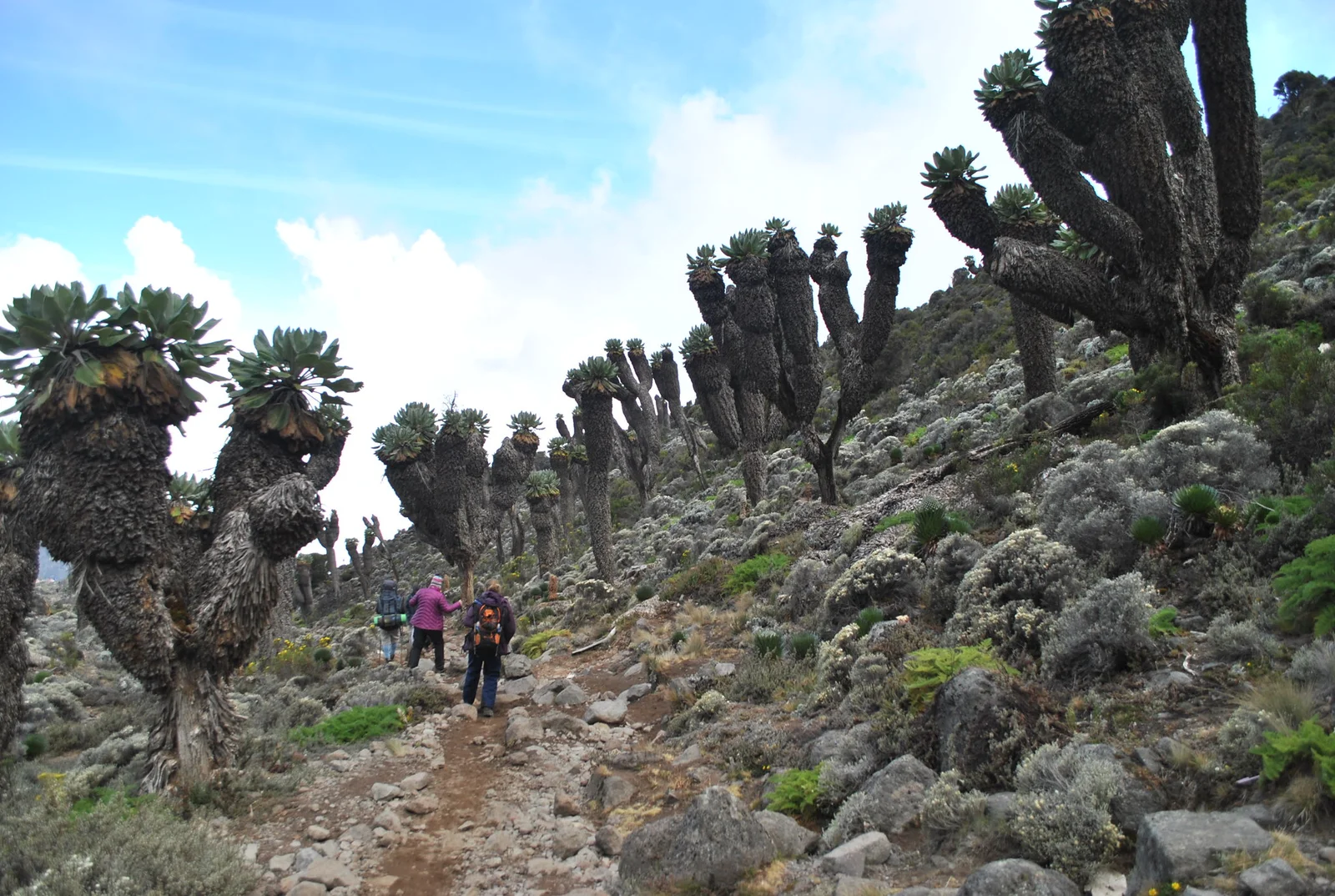 Hikers walking among giant groundsels on Kilimanjaro
