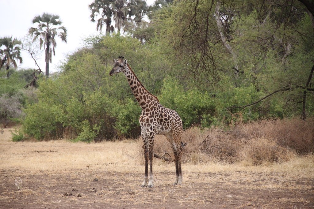 Lake Manyara National Park photograph — five-day Arusha and Karatu babymoon