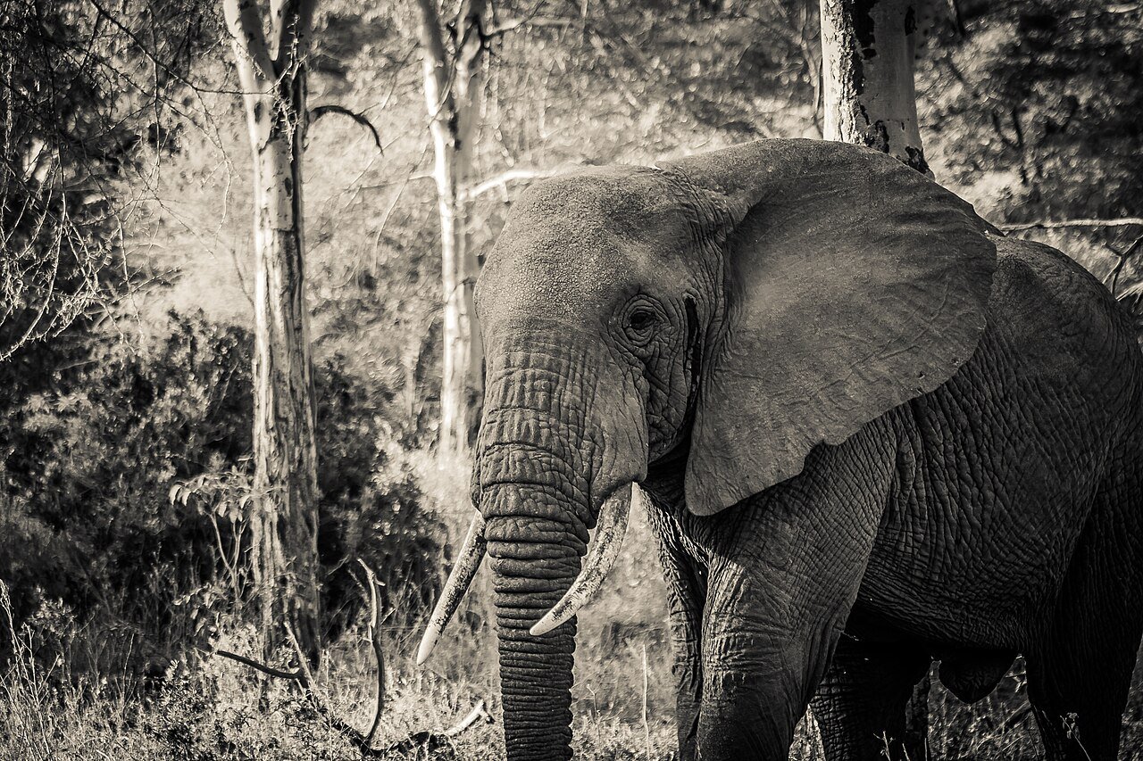 Lake Manyara National Park — two-day safari for East African citizens