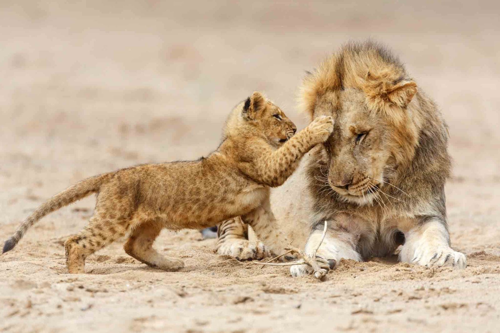 Lion cub reaching toward an adult male lion in the Serengeti — Tartaruga Safaris