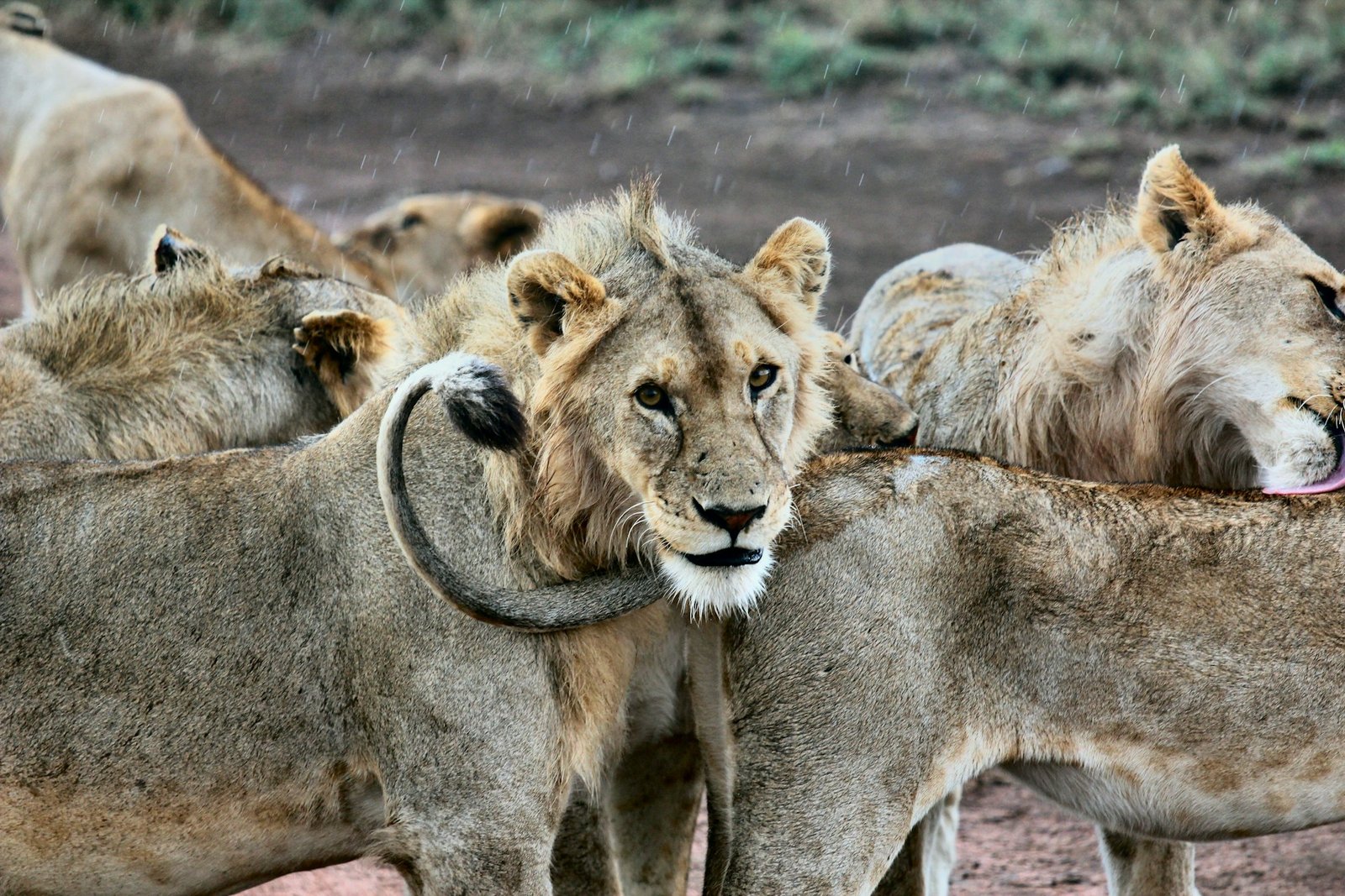 Lion pride resting together