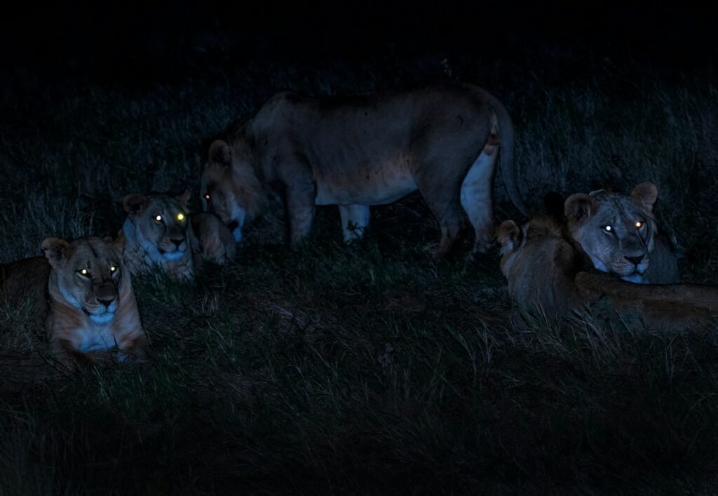 Lions photographed at night in Kenya, illustrating a night safari experience | Tartaruga Safaris