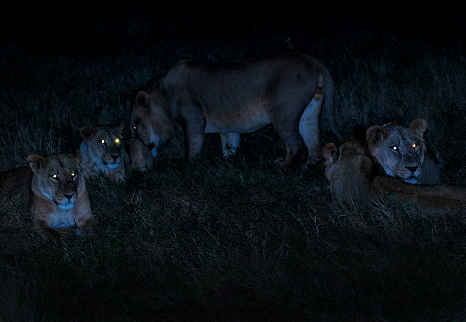 Lions photographed at night in Kenya, illustrating a night safari experience | Tartaruga Safaris
