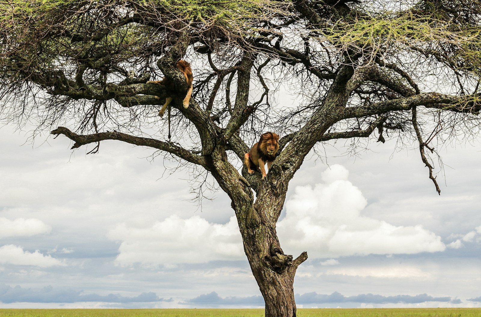 Lions resting on branches of a large tree — safari wildlife with Tartaruga Safaris