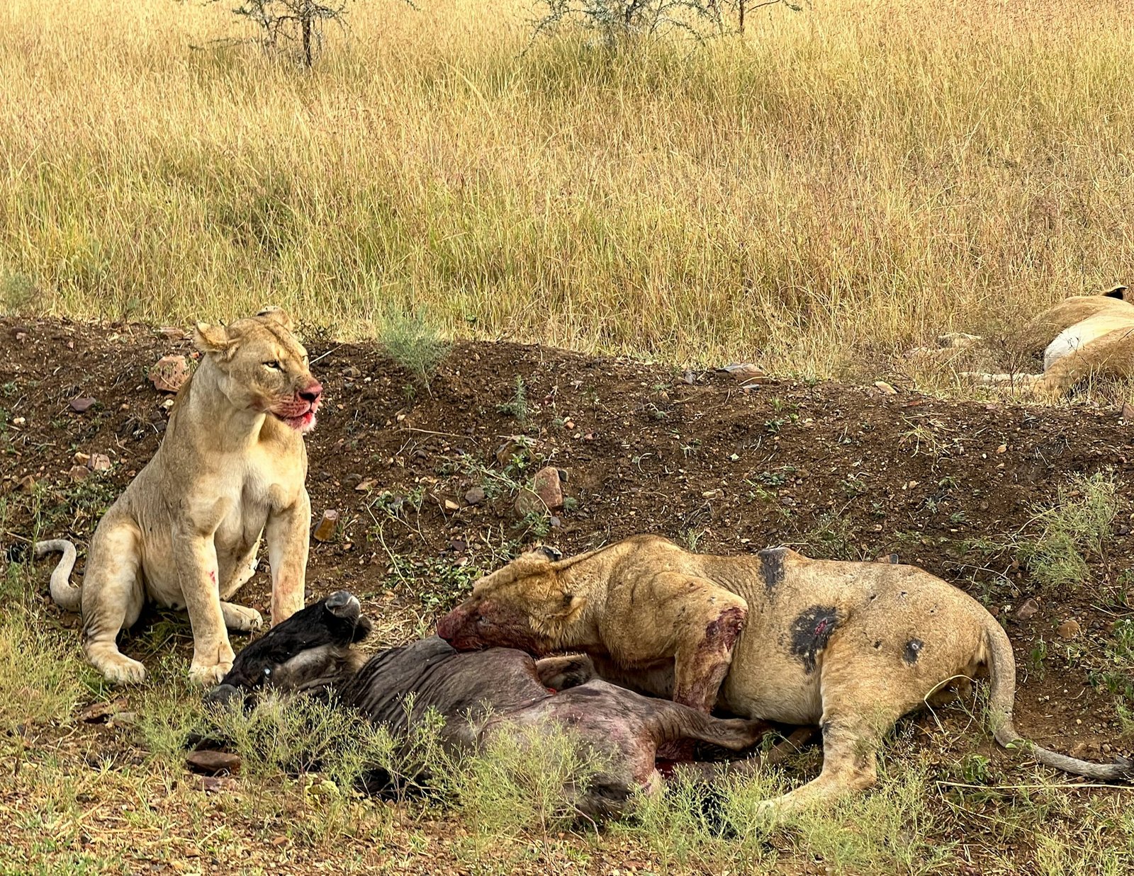 Lions resting in dry grass