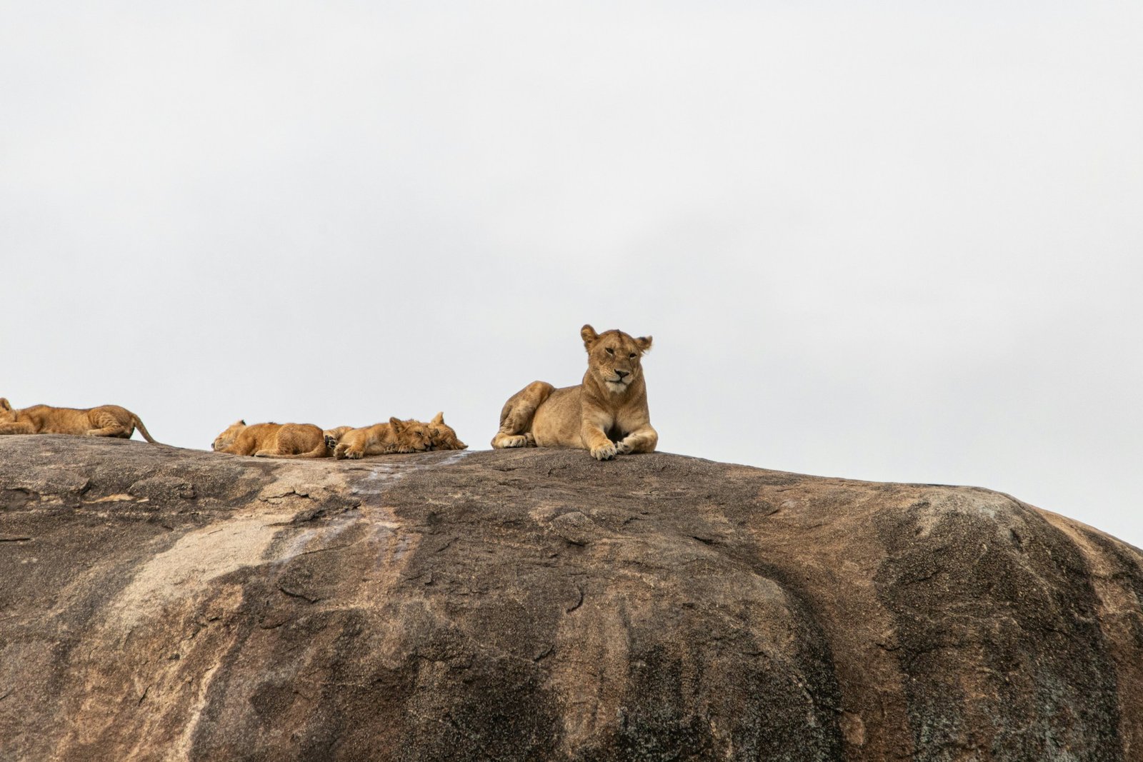 Lions resting on a rocky outcrop
