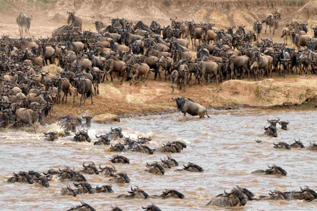 Wildebeest crossing a river — Tartaruga Safaris