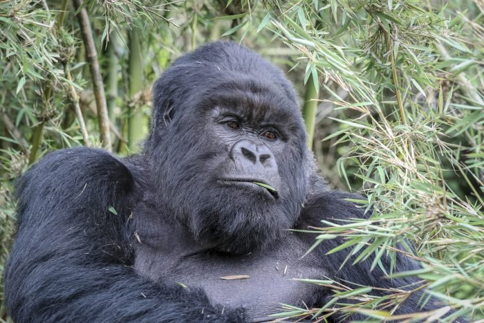 Mountain gorilla in bamboo forest, Rwanda
