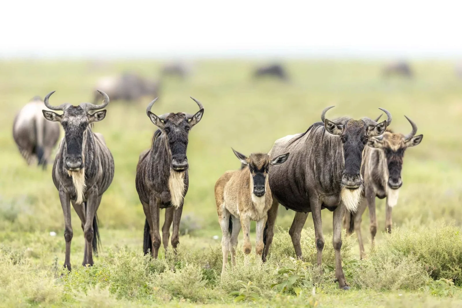 Wildebeest standing in open grassland