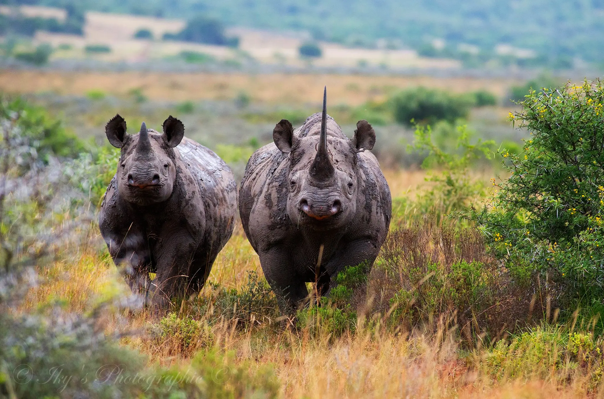 Two rhinoceroses standing together in grassland