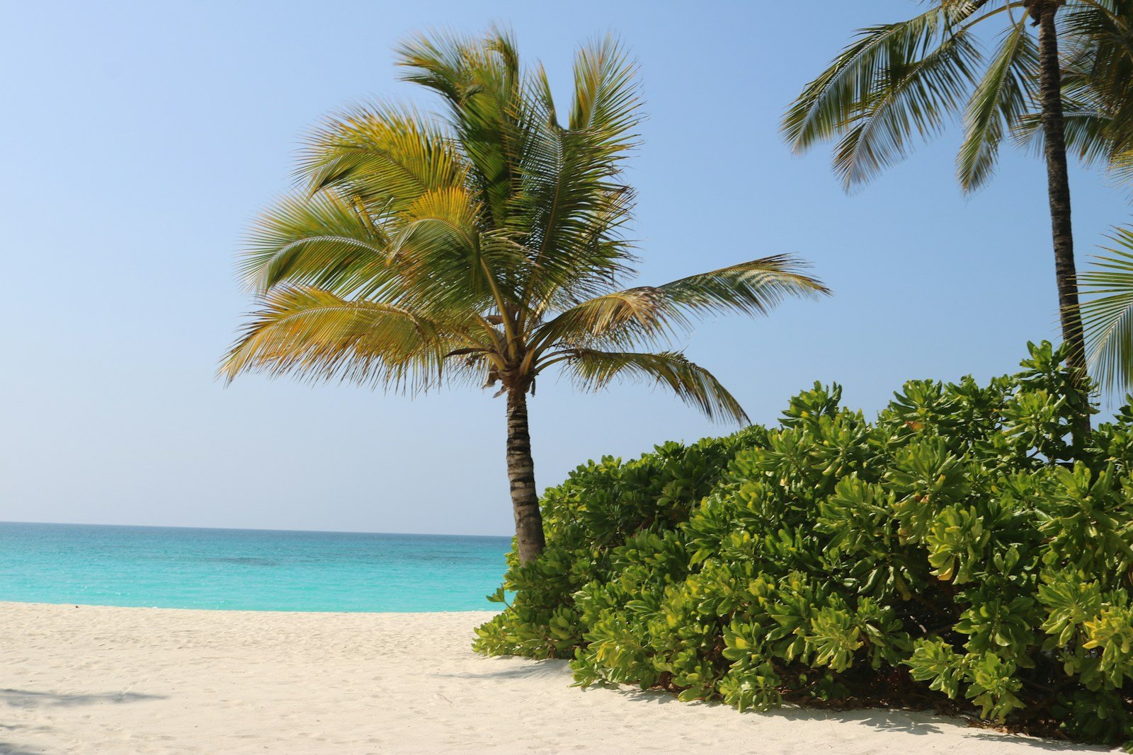 Palm tree beside a sandy Zanzibar beach and calm sea — Tartaruga Safaris