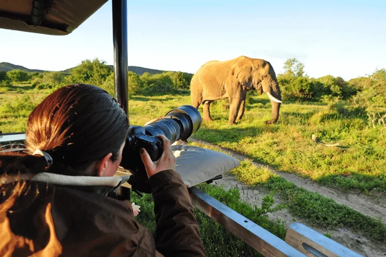 Photographer photographing an elephant from a safari vehicle
