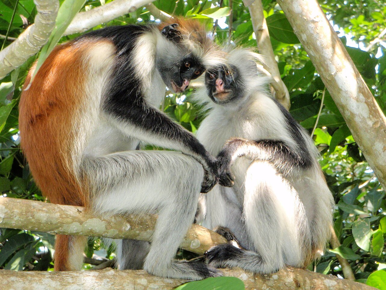 Red colobus monkeys in Jozani Forest — Jozani and Jambiani day trip