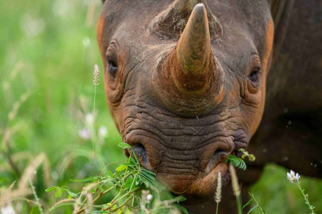 Rhino browsing in Mkomazi National Park — Tartaruga Safaris