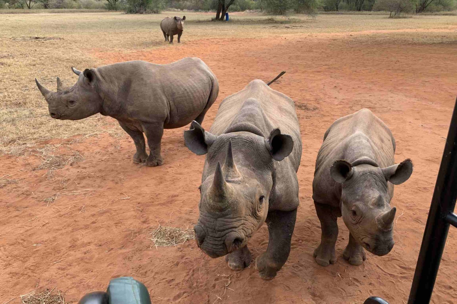 Rhinos near a safari vehicle in Mkomazi — Tartaruga Safaris