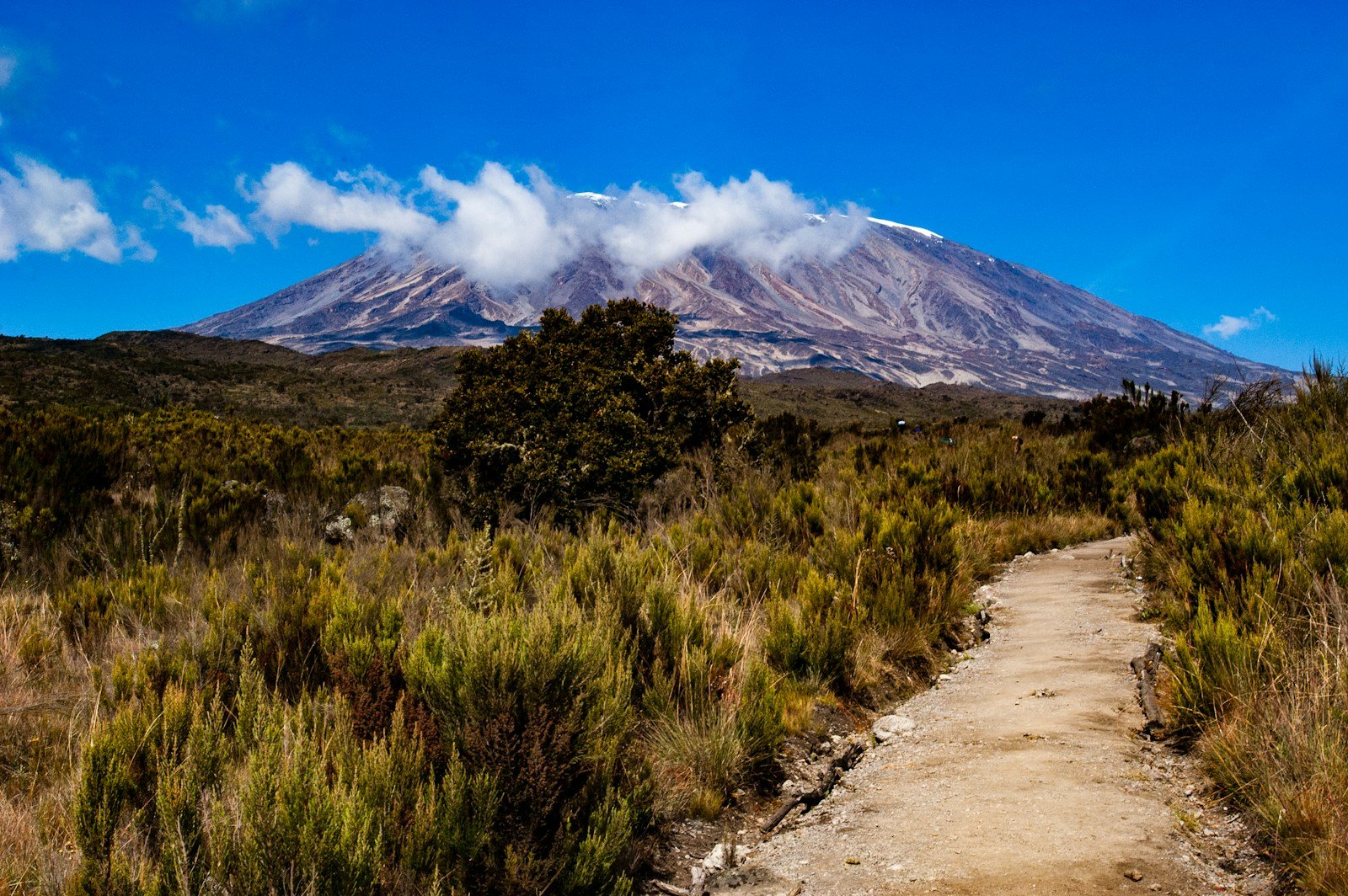 Trail through shrubs towards Kilimanjaro on the Rongai route — Tartaruga Safaris