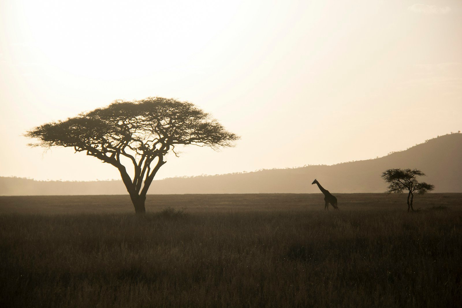 8 días: safari privado