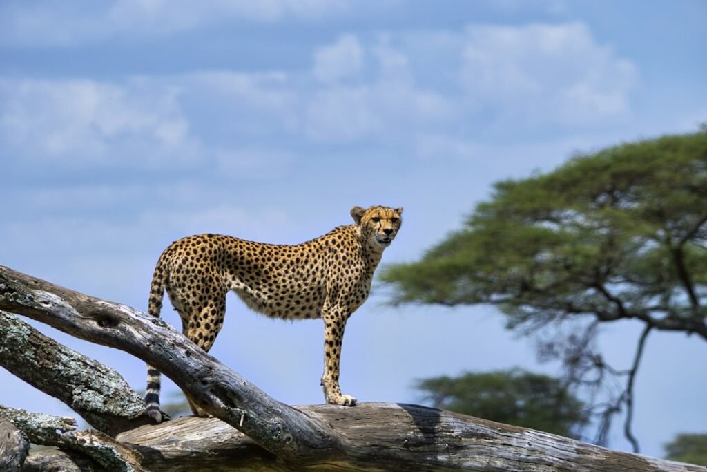 Cheetah in Serengeti National Park — Tartaruga Safaris