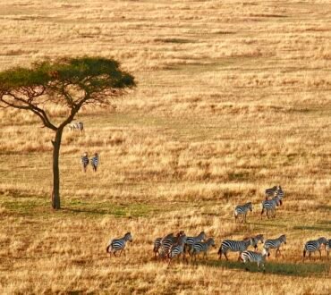 Zebras beneath an acacia tree on the savannah — safari planning with Tartaruga Safaris