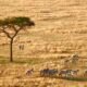Zebras beneath an acacia tree on the savannah — safari planning with Tartaruga Safaris