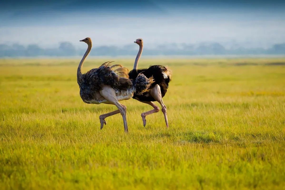 Two ostriches standing in open grassland