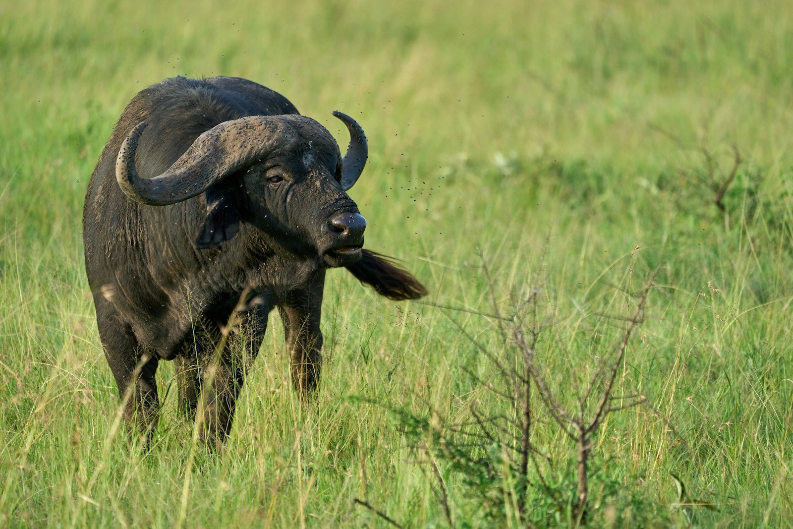 African buffalo in green grass in the Serengeti — Tartaruga Safaris