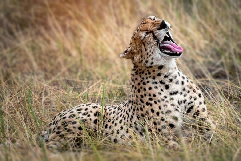 Cheetah in Serengeti National Park — Tartaruga Safaris