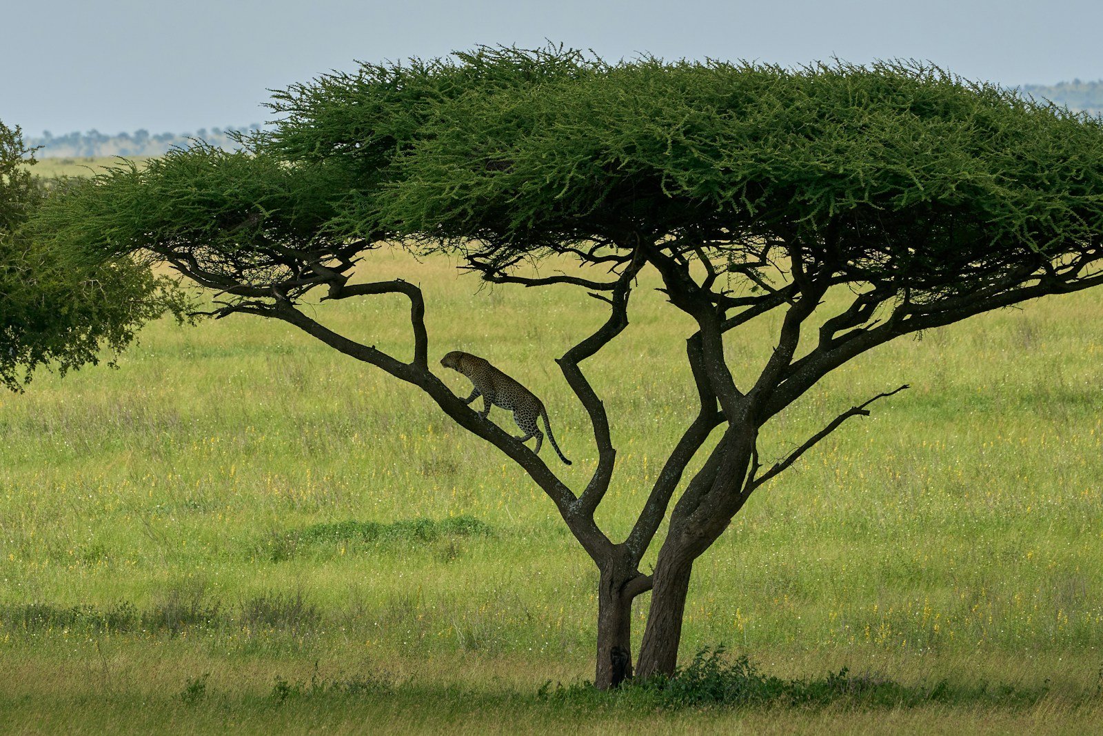 6 días: safari privado