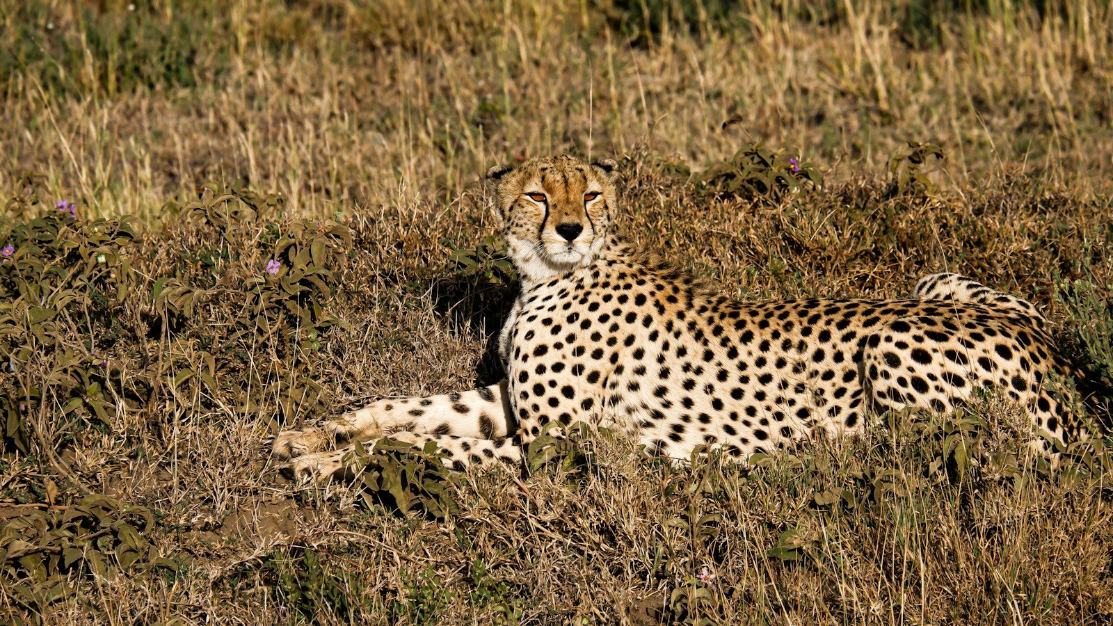 Cheetah resting in grass in Serengeti National Park — Tartaruga Safaris