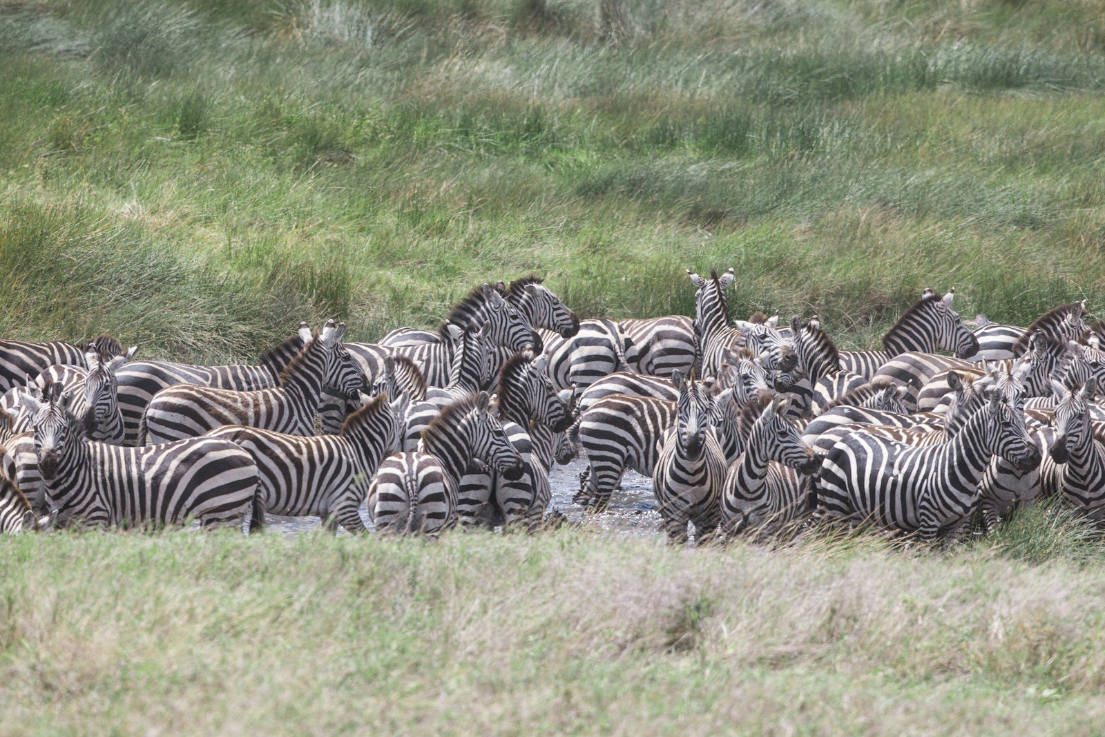 Herd of zebras on a grassy plain — Tartaruga Safaris