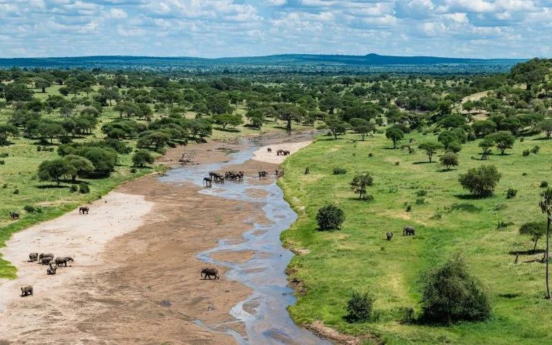 River channels winding through a wooded savannah