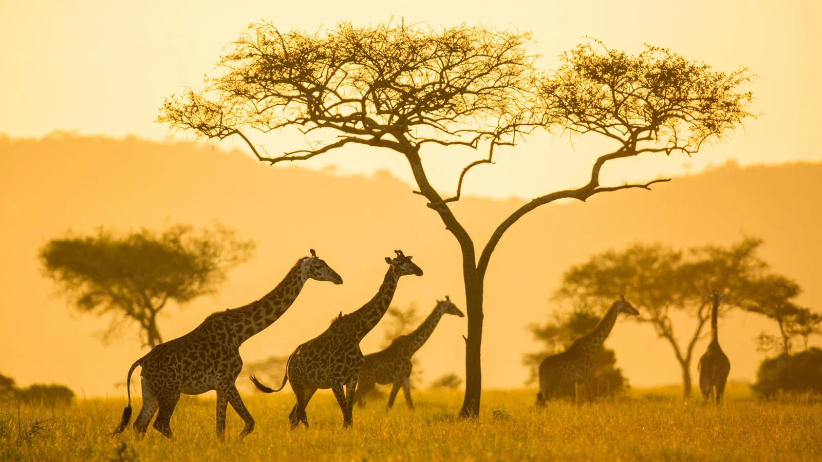 Giraffes beneath acacia trees at sunset
