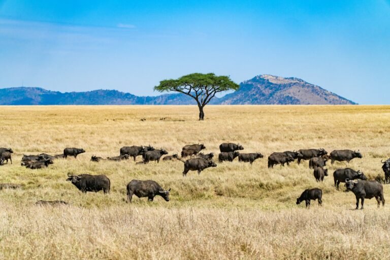 Wildlife herd on Tanzania's grasslands — Tartaruga Safaris