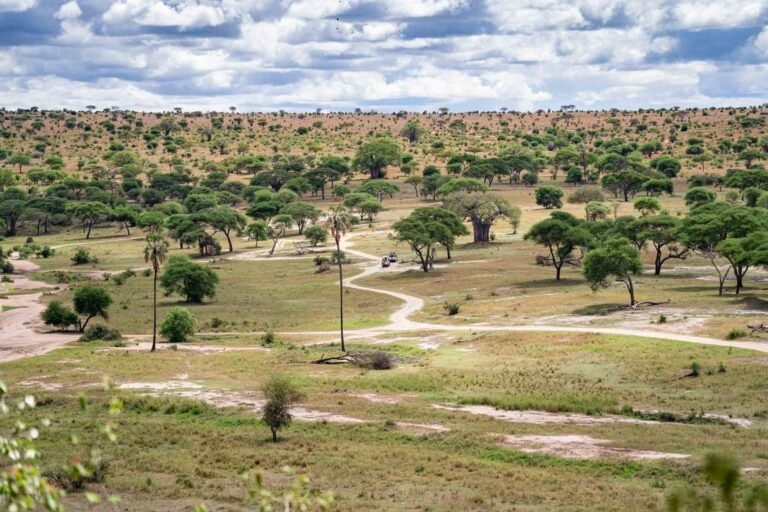 Tarangire landscape with trees and winding sandy river channels — Tartaruga Safaris