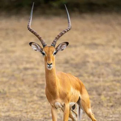 Impala standing in dry grass