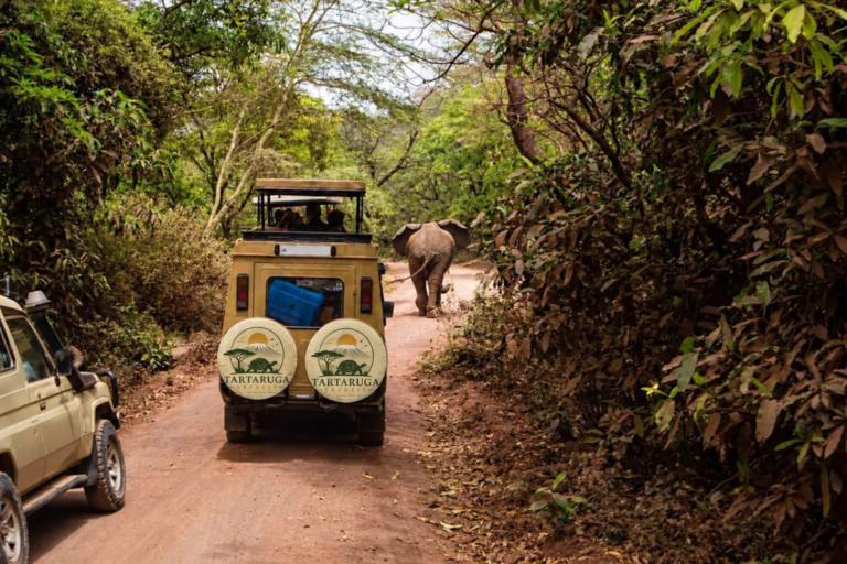 Rear view of safari vehicle with matching Tartaruga Safaris logos on both spare wheel covers